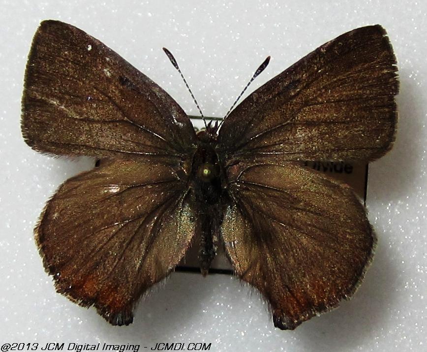 Unidentified Hairstreak